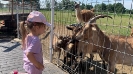 Mini Zoo