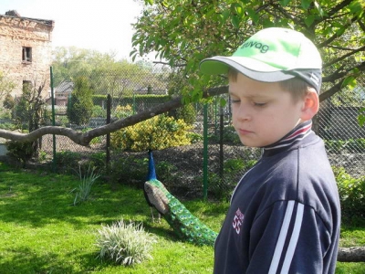 ptaki_2