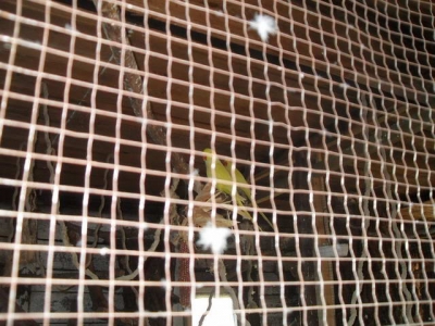 ptaki_4